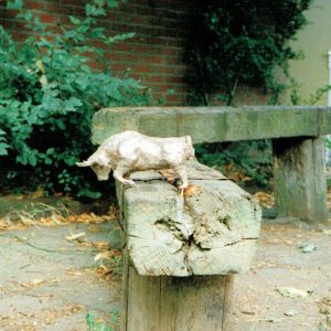 Aard van der Berg Stier